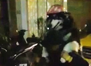 越南一只狗狗戴头盔 大街上与主人共骑摩托车
