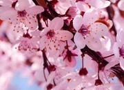 品种繁多早晚樱混栽 今年宁波赏花期达以往的6倍